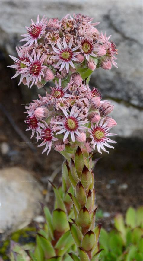 屋頂長生花|Sempervivum tectorum L. 